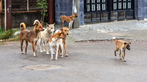 Le Maroc lutte contre la prolifération des chiens errants