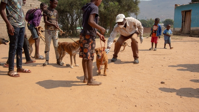 Une campagne de vaccination massive de chiens au Mozambique