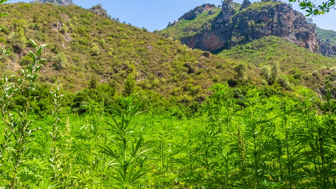 Grande plantation de marijuana dans les montagnes du Rif