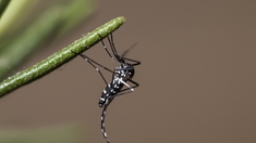 La dengue sévit en Côte d’Ivoire
