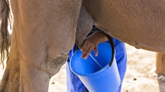 Au Mali, du lait de dromadaire pour soigner des maladies
