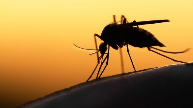 Les autorités veulent éradiquer le paludisme au Sénégal