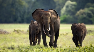 Biodiversité : L'éléphant de forêt d'Afrique en danger d'extinction