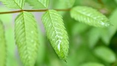 Ces plantes aux vertus anti-constipation 