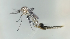 Dengue, l'autre épidémie oubliée en Afrique