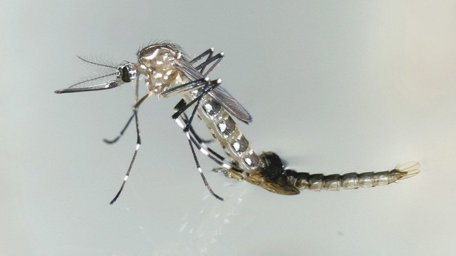 Le moustique Aedes aegypti transmet le zika, ainsi que la dengue et le chikungunya