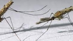 Paludisme : Cette nouvelle découverte qui pourrait révolutionner la lutte contre la maladie