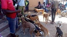 Au Bénin, vacciner les chiens pour protéger les humains contre la rage