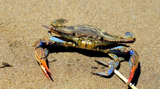 Les palourdes et huitres marocaines en péril face à l'invasion des crabes bleus