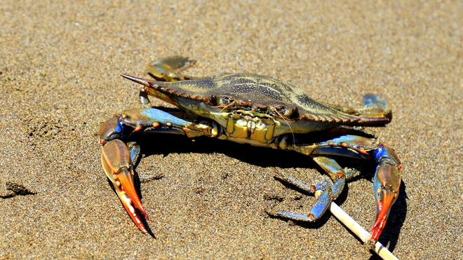 Le crabe bleu dévore tout sur son passage