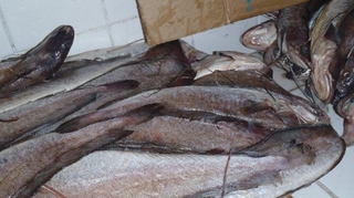 Les Camerounais consomment-ils du poisson avarié ? 