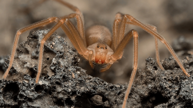 L'araignée violoniste apprécie les terres arides