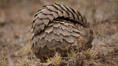 Covid-19 : "innocenté", le pangolin est toujours menacé d'extinction