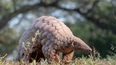 Pangolin, chauve-souris… consommer de la viande de brousse n’est pas sans danger !