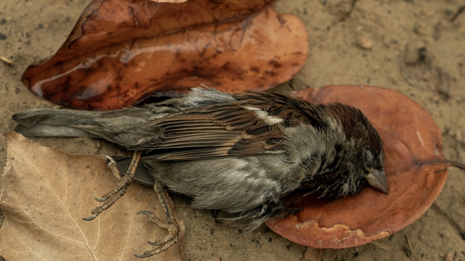 De nombreux oiseaux ont été tués par la grippe aviaire (photo d'illustration)