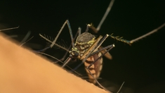 A Mayotte, la chasse aux moustiques est ouverte !
