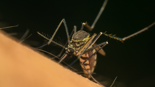 A Mayotte, la chasse aux moustiques est ouverte !