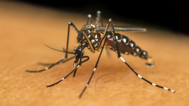 Les moustiques ne peuvent pas transmettre le Covid-19 (photo d'illustration)