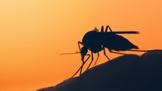 Paludisme : BioNTech se lance dans la course au vaccin
