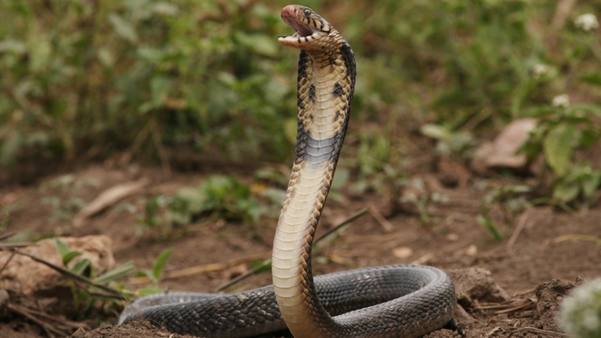 Cobra (Image d'illustration)