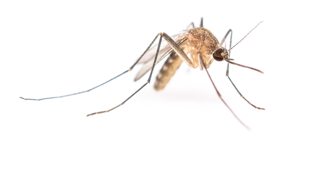 Voilà à quoi ressemble le moustique du genre Anopheles qui peut transmettre le paludisme (photo d'illustration)