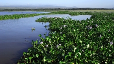 Paludisme : La jacinthe d'eau, si belle mais si dangereuse