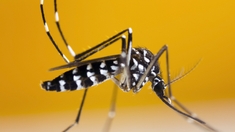 Dengue : le moustique tigre fait des ravages à La Réunion