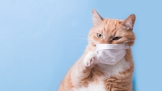 Coronavirus : Est-ce que mon chien ou mon chat peuvent transmettre la maladie ?