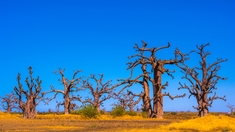 Reforestation : le Sénégal veut planter 20 millions d'arbres