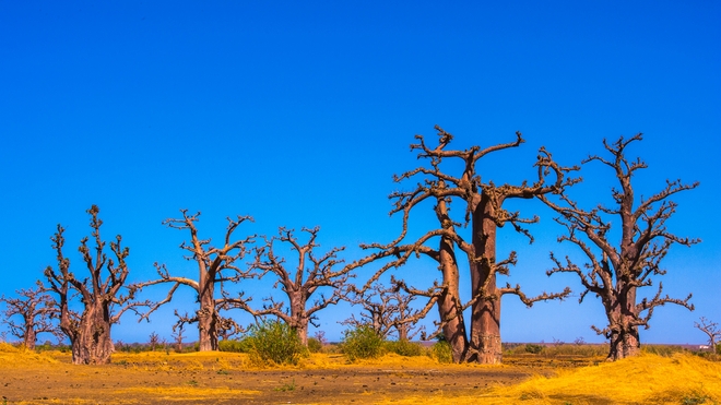 Selon le ministre de l'Environnement, le baobab peut faire des révolutions (photo d'illustration)
