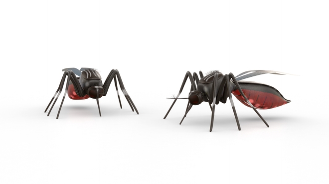 Certains moustiques du genre anophèles peuvent transmettre le paludisme