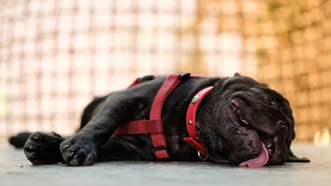 Les chiens aux nez écrasés sont les plus fragiles face aux coups de chaleur (photo d'illustration)