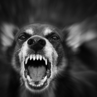 Rage : que faut-il faire après une morsure de chien ?