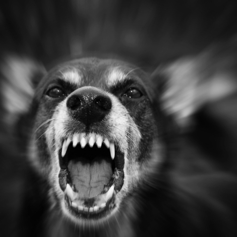 Rage : que faut-il faire après une morsure de chien ?