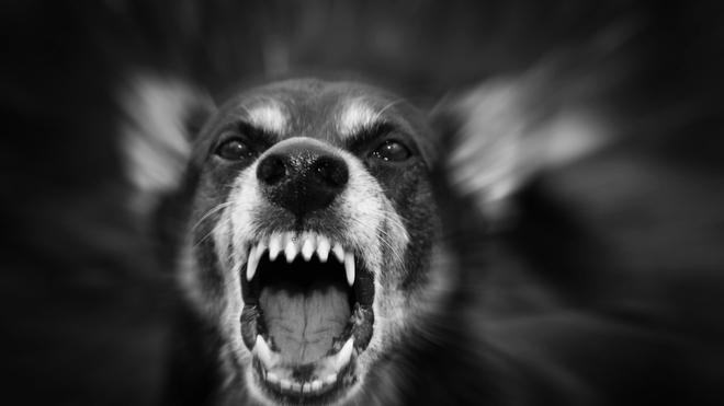 Les chiens sont à l’origine de 99% des décès humains imputables à la rage (photo d'illustration)