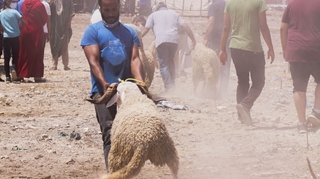 Aïd Al Adha et Coronavirus : le Maroc ferme des souks aux moutons pour non-respect des mesures sanitaires