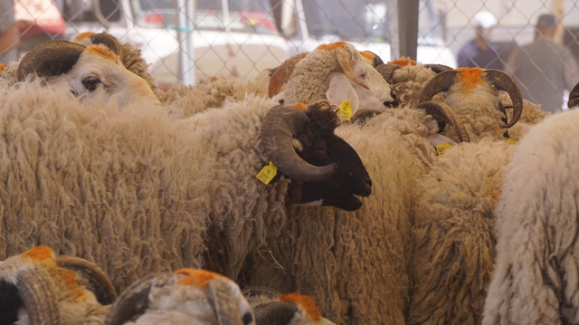 Aïd Al Adha : comment choisir un mouton en bonne santé ?