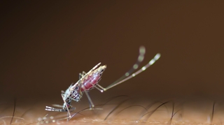 Le paludisme fait son grand retour aux Comores
