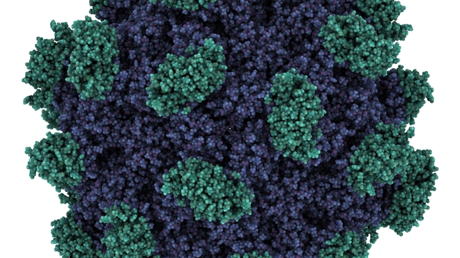 Le virus responsable de l'hépatite E (photo d'illustration)
