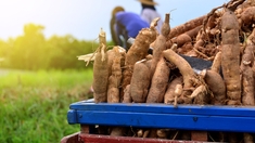 Manioc, Igname, carotte, niébé... ces aliments bons pour le coeur et les vaisseaux sanguins